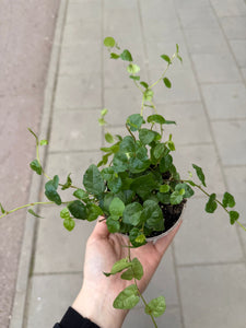 Vijoklinis fikusas Ficus Pumila