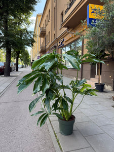 Philodendron Funny bunny