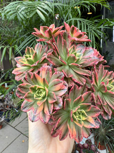 Ramdis Aeonium Sweet Tea