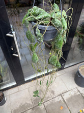 Translation missing: lt.sections.featured_product.gallery_thumbnail_alt