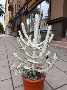 Euphorbia Lactea White Ghost