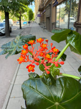 Translation missing: lt.sections.featured_product.gallery_thumbnail_alt