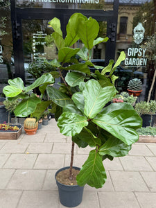 Lyralapis fikusas Ficus lyrata