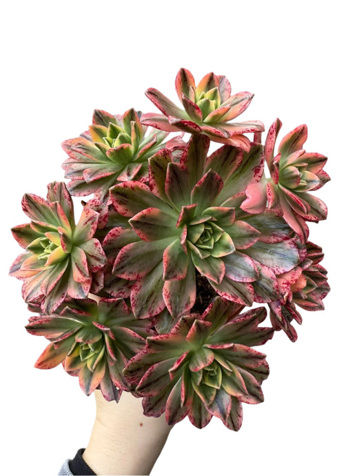 Ramdis Aeonium Sweet Tea