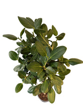 Translation missing: lt.sections.featured_product.gallery_thumbnail_alt