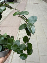 Translation missing: lt.sections.featured_product.gallery_thumbnail_alt
