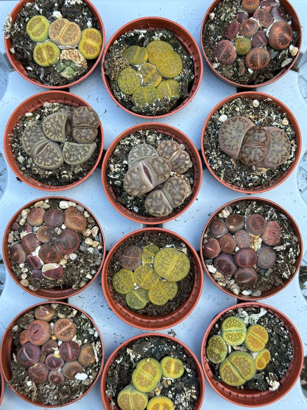 Lithops mini mix
