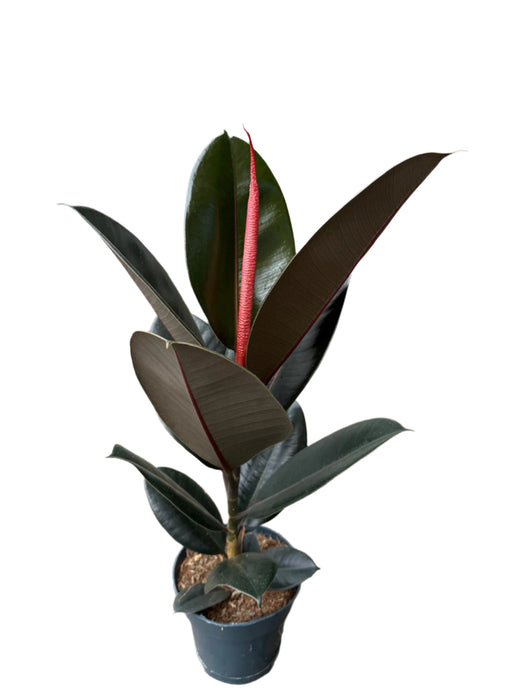 Ficus elastica Abidjan 65-70 cm 1 st.