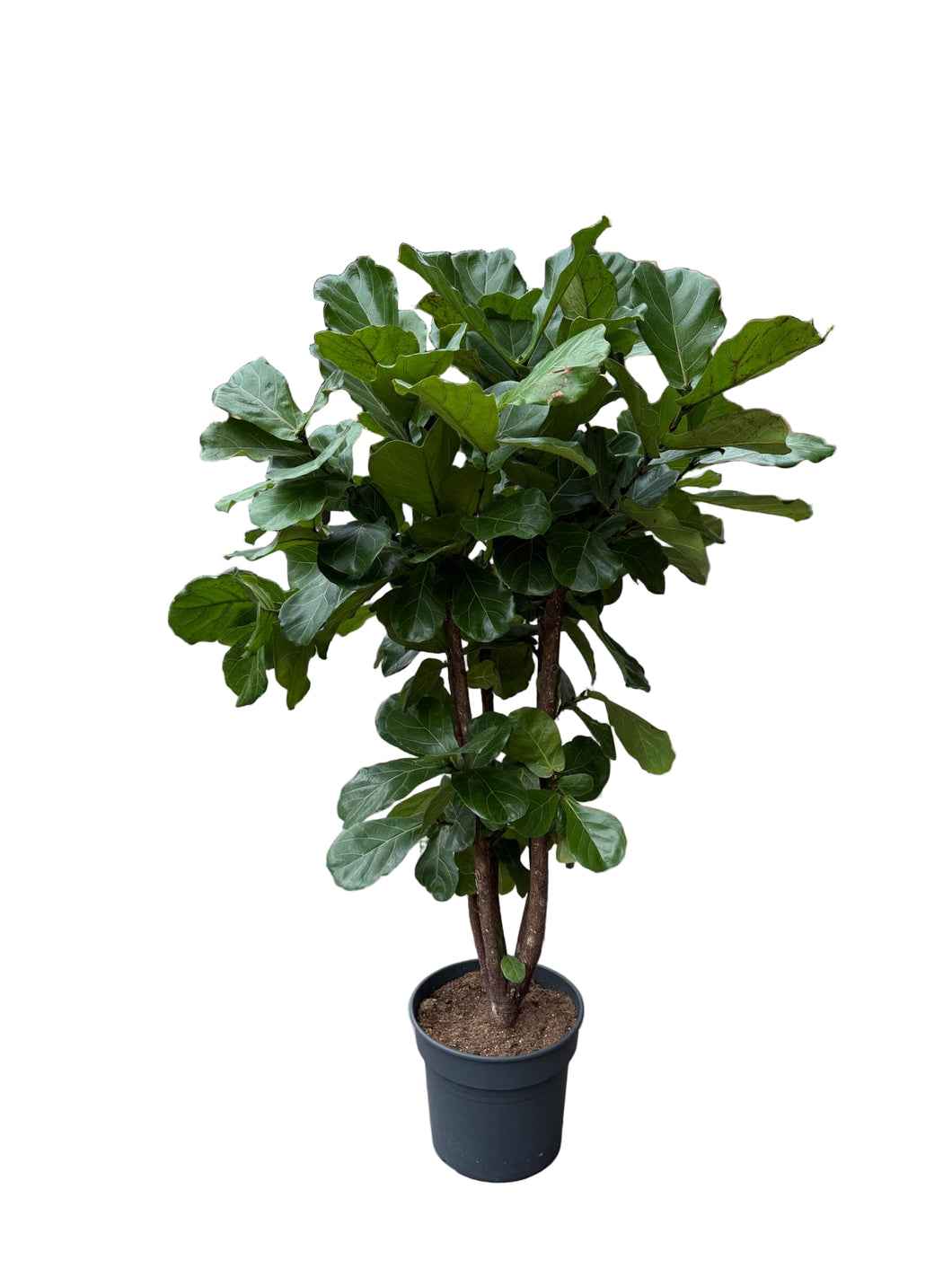 Lyralapis fikusas Ficus Lyrata 40|180cm