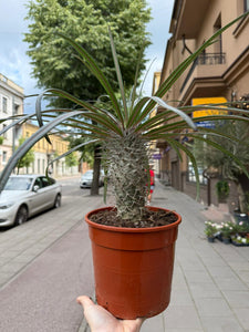 Pachypodium Gaeyi Aukštasis Tukvis 35cm