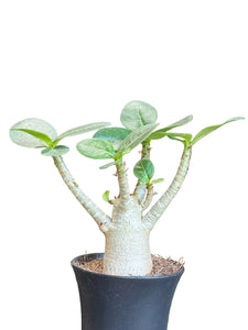 Tinūtras Adenium arabicum