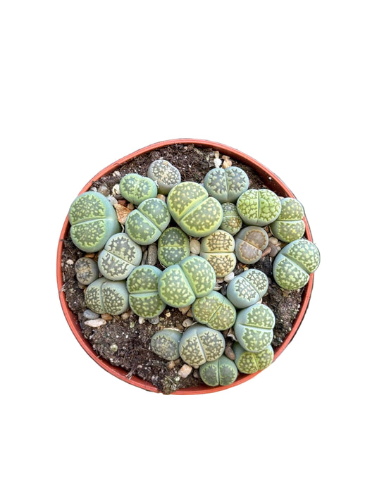 Lithops gyvieji akmenėliai