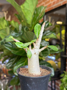 Tinūtras Adenium arabicum