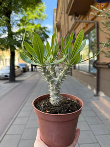Pachypodium densiflorum