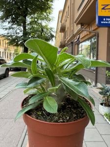 Tukvis Pachypodium Saundersii