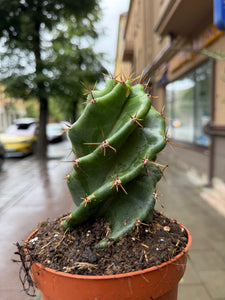 Cereus Jamacaru forbesii Spiralis