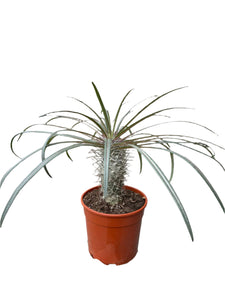 Pachypodium Gaeyi Aukštasis Tukvis 35cm