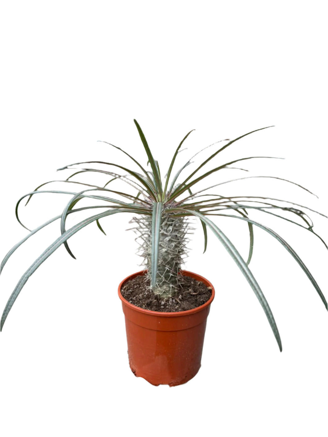 Pachypodium Gaeyi Aukštasis Tukvis 35cm