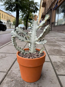 Euphorbia Lactea White Ghost