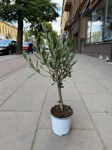 Olea Europea