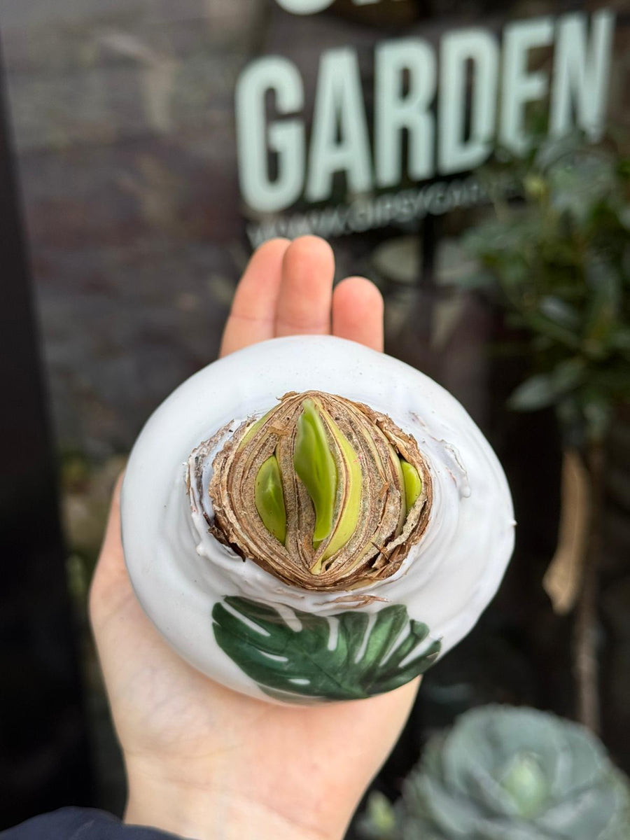 Amarilis Hippeastrum baltam vaške (monstera) – Gipsygarden