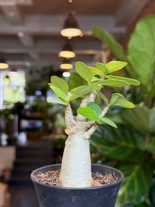 Tinūtras Adenium arabicum
