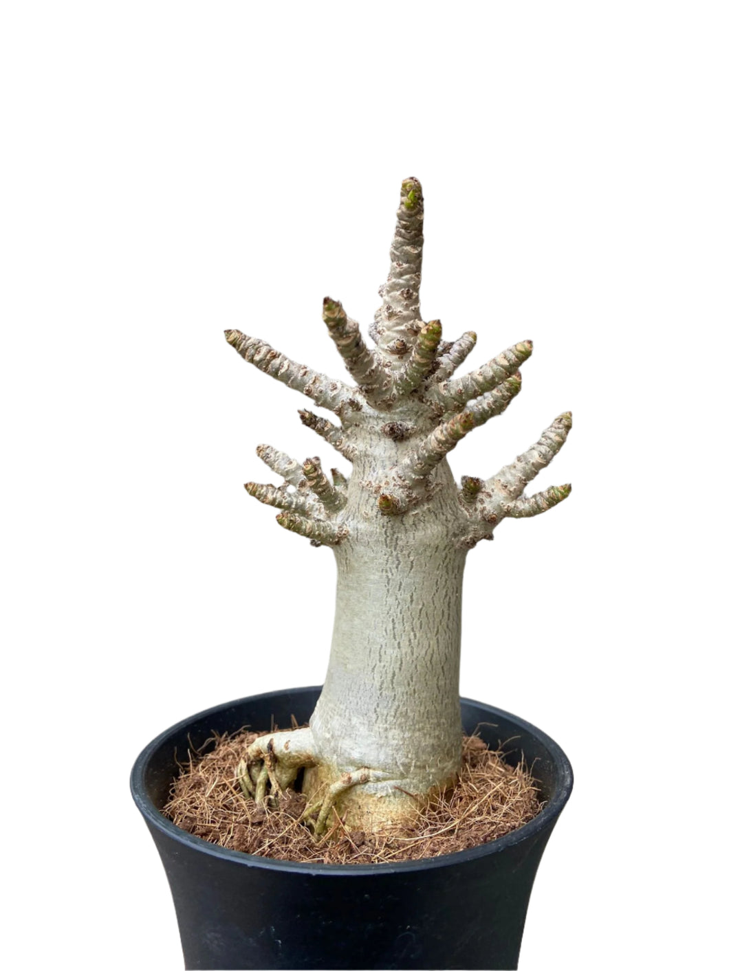 Tinūtras Adenium arabicum midi