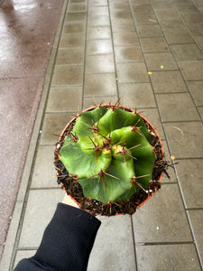 Cereus Jamacaru forbesii Spiralis