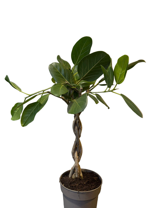 Fikusas Ficus benghalensis Audrey (pintas)