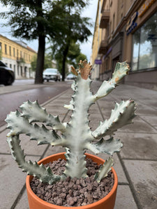 Euphorbia Lactea White Ghost
