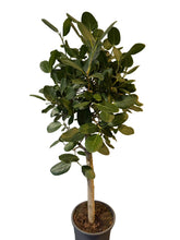 Translation missing: lt.sections.featured_product.gallery_thumbnail_alt