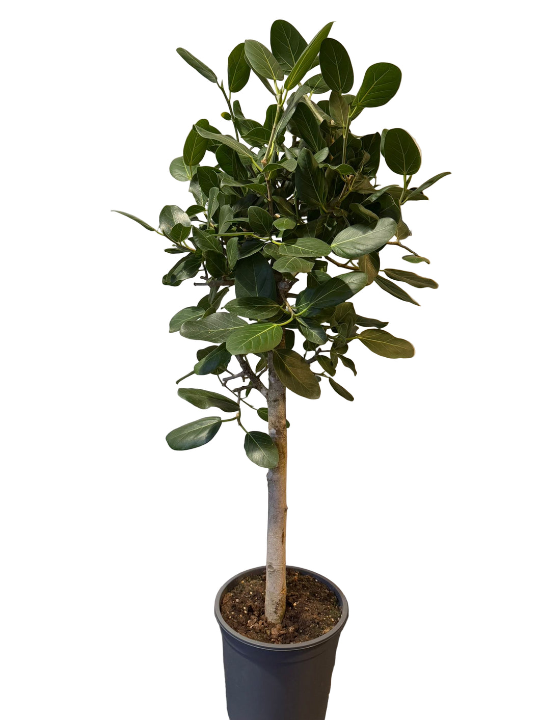 Fikusas Ficus benghalensis Audrey 130cm