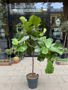 Lyralapis fikusas Ficus lyrata