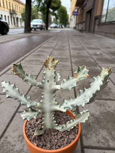 Euphorbia Lactea White Ghost