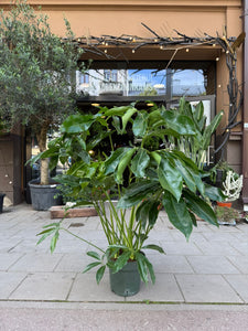 Philodendron Funny bunny