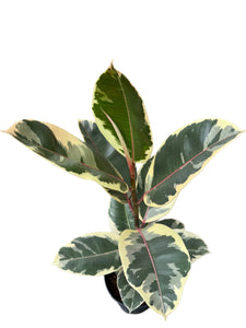 Ficus elastica Tineke