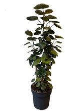 Translation missing: lt.sections.featured_product.gallery_thumbnail_alt