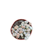 Translation missing: lt.sections.featured_product.gallery_thumbnail_alt