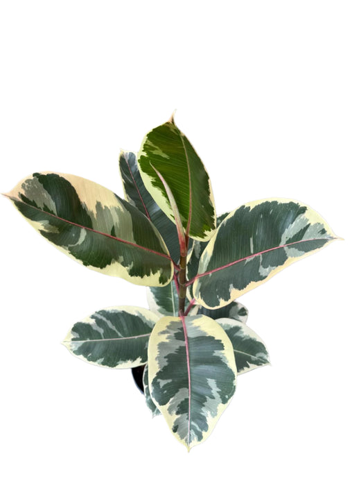 Ficus elastica Tineke