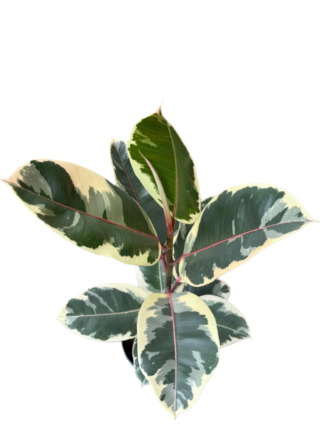 Ficus elastica Tineke