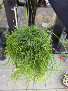Rhipsalis Baccifera Oasis