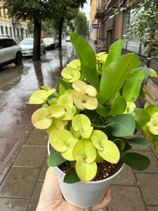 Karpažolė Euphorbia millii Neptunus