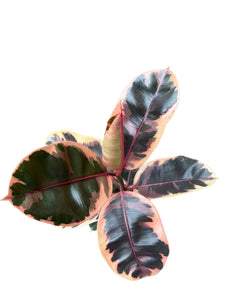Ficus elastica Belize 110cm 3 pcs.