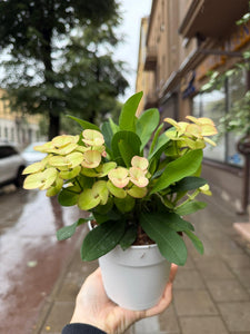Karpažolė Euphorbia millii Neptunus