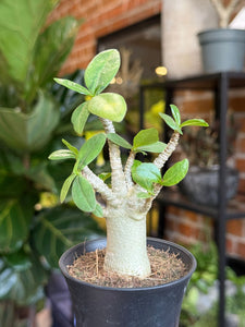 Tinūtras Adenium arabicum