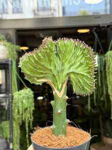 Euphorbia Lactea cristata