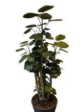 Translation missing: lt.sections.featured_product.gallery_thumbnail_alt