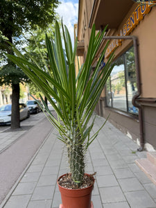 Pachypodium Lamerei Tukvis (Madagaskaro palmė)