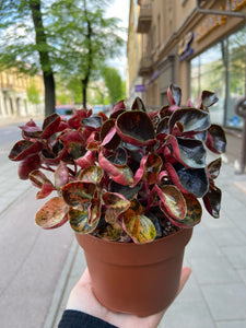 Peperomia Columbiana Creme Brullee