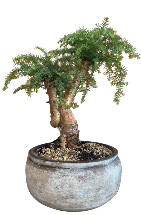 Auracaria Cunninghamii bonsai kompozicija